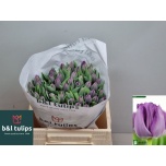Tulp si Saigon