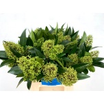 Skimmia spray green 40cm TK