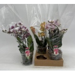 Phalaenopsis Kuuking mix 13cm 3õv