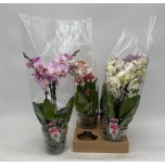 Phalaenopsis Kuuking mix 13cm h43 3õv