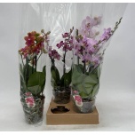 Phalaenopsis Kuuking mix 13cm 3õv
