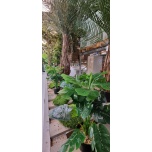 MONSTERA / CALATHEA PLANT IN POT - 40cm