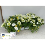Garden plants toef 3 colours white 12cm