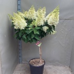 Hydrangea Hortensia pani 35cm h160