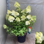 Hydrangea Hortensia pani 35cm h110