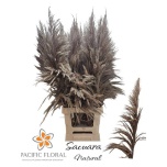 Dried Cortaderia Sacuara Natural 5pc/bunch 110cm (pk)