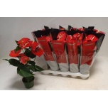 Anthurium Flamingolill andr querida 12cm