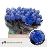 Chrysanthemum Krüsanteem BL Antonov Blue*10