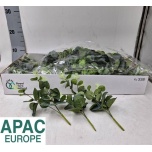 EUCALYPTUS SPRAY