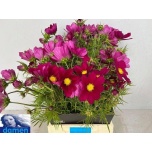 Cosmos Kosmos bipinnatus red 50cm