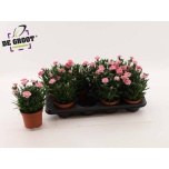 Dianthus Nelk oscar white and red 12cm