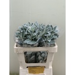 Senecio Ristirohi Jacobea Full Moon 55cm