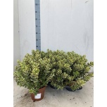 Hebe Puismailane 16cm