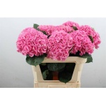 Hydrangea Hortensia Mag Opal 75cm*5