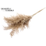 Dried Cortaderia Natural 5pc/bunch 100cm (pk)