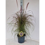 Pennisetum Hiidhirss rubrum