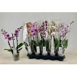 Phalaenopsis Kuuking 12cm h55 3õv