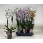 Phalaenopsis Kuuking 12cm h60 3õv