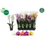 Phalaenopsis Kuuking mix 12cm h50 3õv