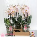 Phalaenopsis Kuuking mix 13cm h45 6õv