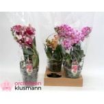 Phalaenopsis Kuuking mix 13cm h38 3õv