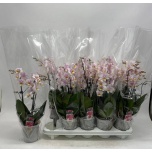Phalaenopsis Kuuking 12cm h40 2õv