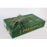 Phlebodium Kuldimar BLUE STAR 75cm (pk)