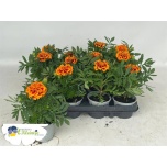 Tagetes Peiulill orange other 9cm
