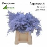 Asparagus Setaceus paint Milka 45cm (pk)