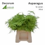 Asparagus Setaceus paint Mint 45cm (pk)