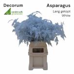 Asparagus setaceus paint White 85cm (pk)