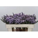 Brunia albiflora Bruunia paint Milka 50cm