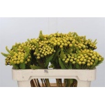 Brunia albiflora Bruunia paint Yellow 50cm