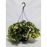 Calibrachoa Puispetuunia mini yellow 26cm