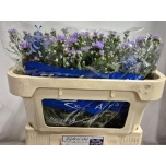 Aster Cassandra 65cm