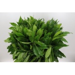 Cocculus laurifolius 60cm pk