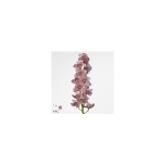 Cymbidium Tsümbiidium pink candy king cindy 60cm