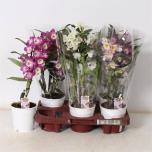 Dendrobium nobile mix 12cm