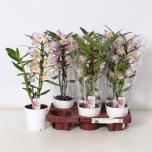 Dendrobium nobile 12cm
