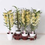 Dendrobium nobile 12cm