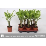 Dracaena Draakonipuu frag golden queen 11cm