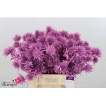 Eryngium Ogaputk paint pink 40cm