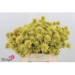 Eryngium Ogaputk paint yellow 40cm