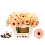 Gerbera MINI Espresso*20