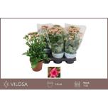 Kalanchoe Kalanhoe double rose flowers graceful pink 14cm