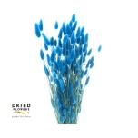 Dried Lagurus Blue (100g) 70cm (pk)