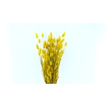 Dried Lagurus Mustard (100g) 70cm (pk)