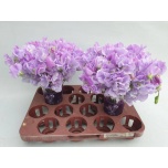Lathyrus Lillhernes Winter Sunshine Lavendel 25cm
