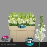Matthiola Levkoi white
