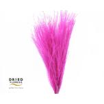Dried Miscanthus Cerise 70cm